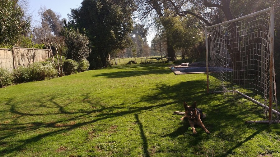 Mantención de Jardín - Nocedal, La Reina