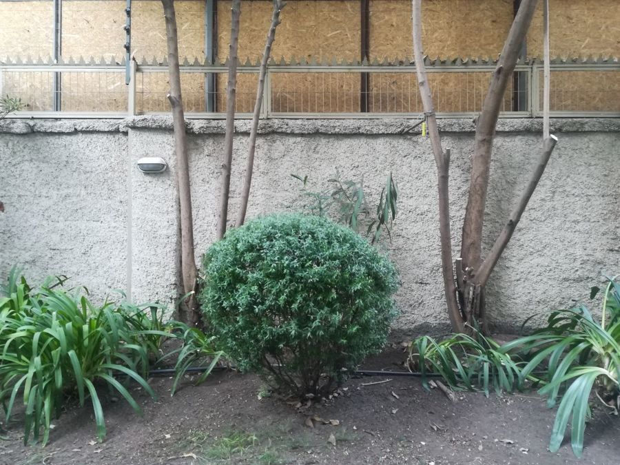 Ornamentación Jardin departamento
