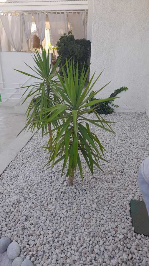 SIEMBRA DE PLANTAS E INSTALACIÓN DE PIEDRA CUARZO
