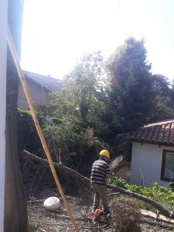 Tala de Encino seco situado en domicilio en Las Condes