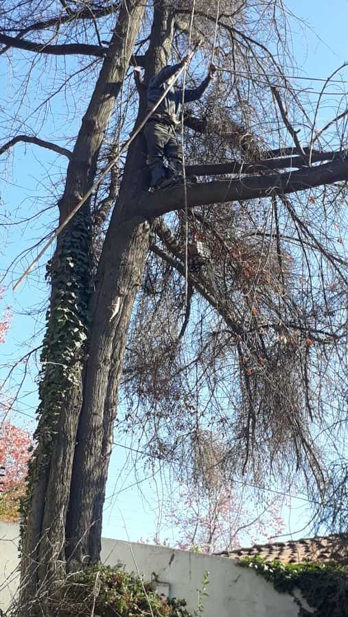 Tala de Encino seco situado en domicilio en Las Condes