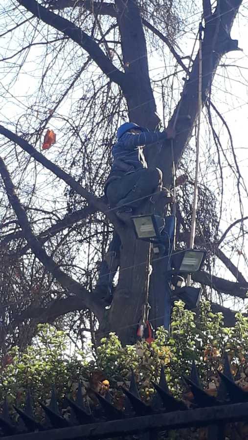Tala de Encino seco situado en domicilio en Las Condes