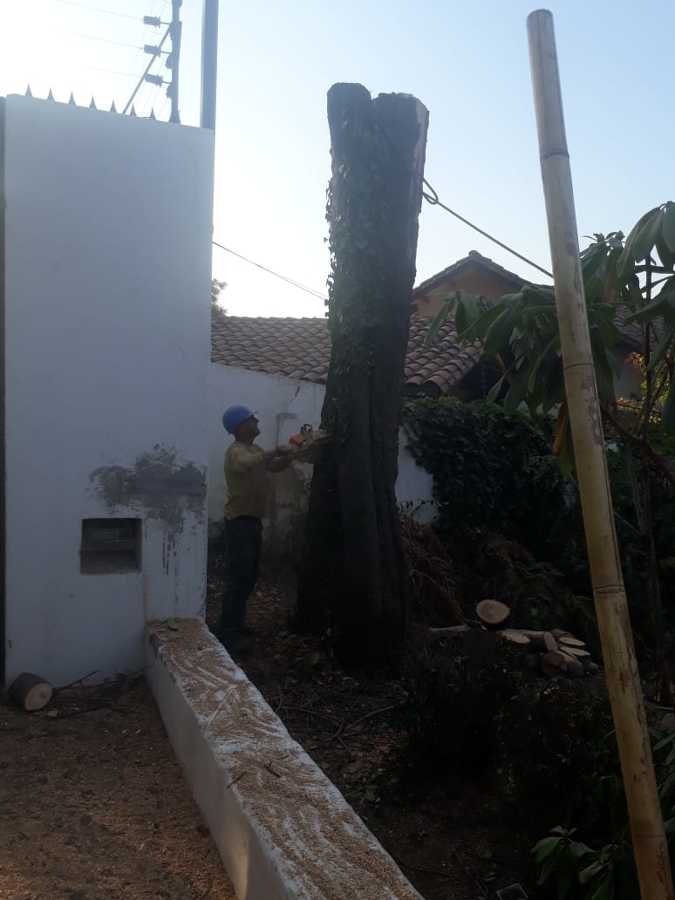 Tala de Encino seco situado en domicilio en Las Condes
