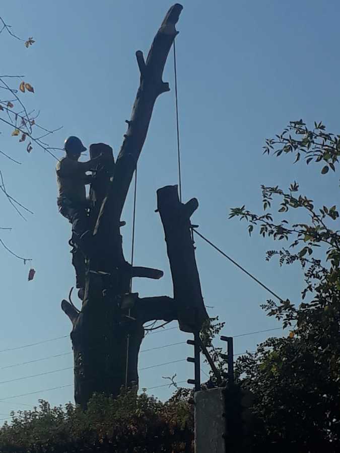 Tala de Encino seco situado en domicilio en Las Condes