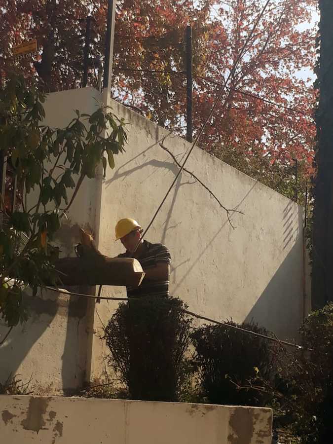 Tala de Encino seco situado en domicilio en Las Condes