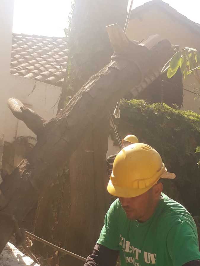 Tala de Encino seco situado en domicilio en Las Condes