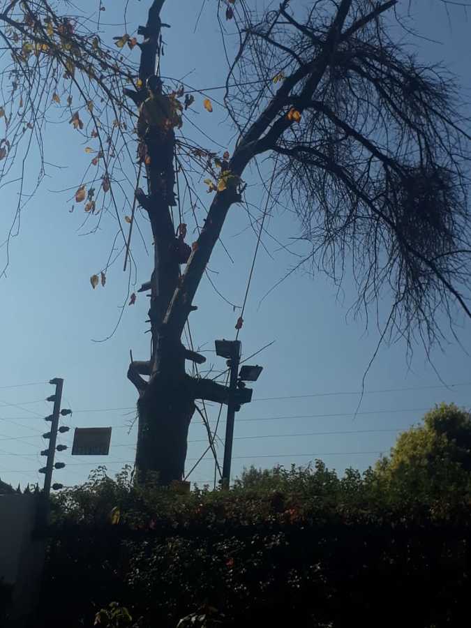 Tala de Encino seco situado en domicilio en Las Condes