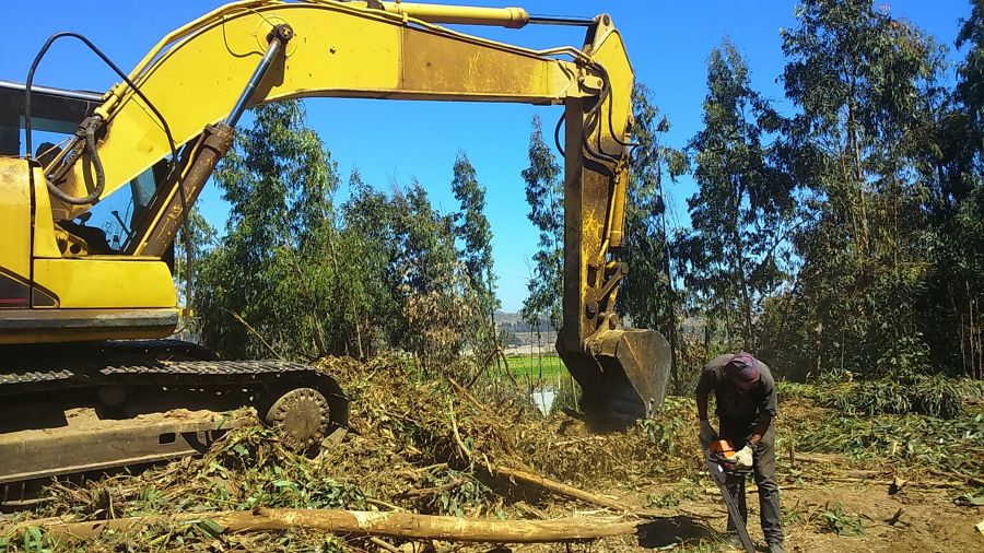Talado del bosque con Maquinaria