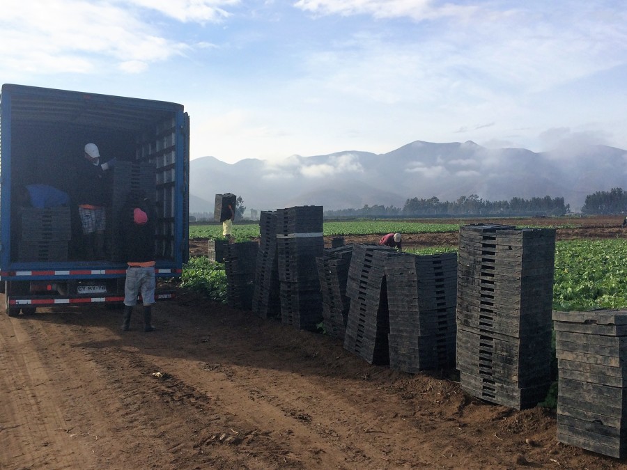 Transporte de carga agricola