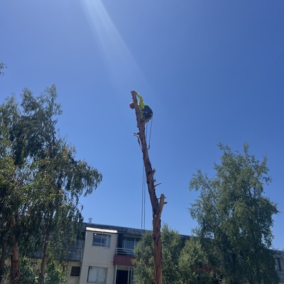 SERVICIO DE PODA Y TALA