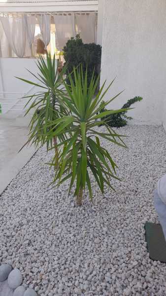 SIEMBRA DE PLANTAS E INSTALACIÓN DE PIEDRA CUARZO