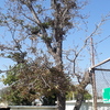 Árbol antes de la tala