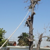 Árbol Nogal en proceso de tala