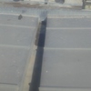 desechos de palomas