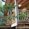 Madera Nativa