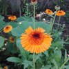Mantención de jardín