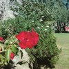 Mantención de jardín casa