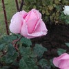 Mantención de jardín