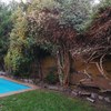 Mantención de jardín casa