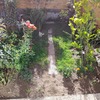 pasillo central del jardin