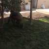 Proceso de instalación de pasto