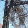 Tala de Encino seco situado en domicilio en Las Condes