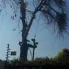 Tala de Encino seco situado en domicilio en Las Condes
