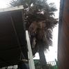 Poda Y Tala De árboles