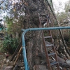 Poda Y Tala De árboles