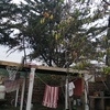 Poda Y Tala De árboles