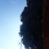 Poda Y Tala De árboles