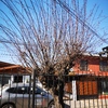 Poda Y Tala De árboles