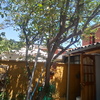 Poda Y Tala De árboles