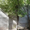 Poda Y Tala De árboles