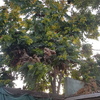 Poda Y Tala De árboles