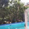 Poda Y Tala De árboles