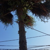 Poda Y Tala De árboles