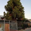 Poda Y Tala De árboles