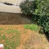 Mantener Jardín