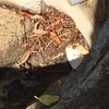 Poda Y Tala De árboles