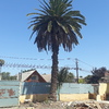 Poda Y Tala De árboles