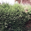 Poda Y Tala De árboles