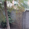 Transplantar árbol