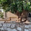 Poda Y Tala De árboles