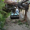 Poda Y Tala De árboles