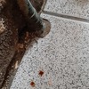 Revisar Instalación Gasfitería
