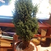 Poda Y Tala De árboles