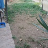 Pasto Natural