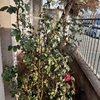 Poda Y Tala De árboles