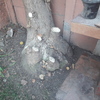 Poda Y Tala De árboles